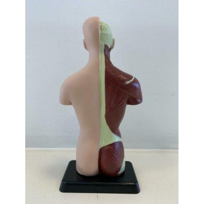 Anatomisch model - mannelijke torso