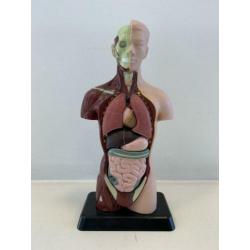 Anatomisch model - mannelijke torso